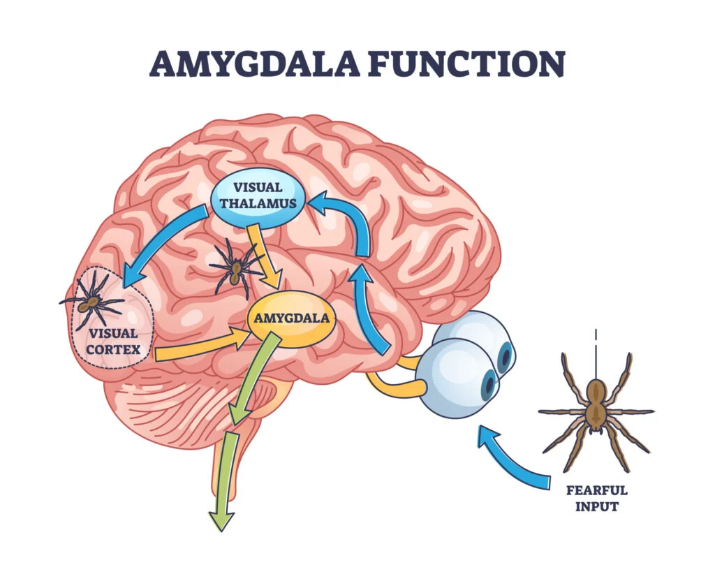 Illustration of the amygdala's function in processing fearful stimuli, showing the neural pathway from the eyes through the visual thalamus and cortex to the amygdala in response to a spider.