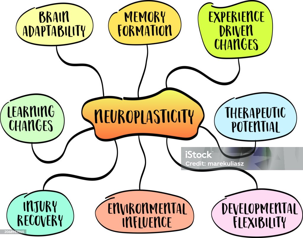Colorful mind map diagram showing aspects of neuroplasticity, including memory formation, learning changes, brain adaptability, and environmental influence.